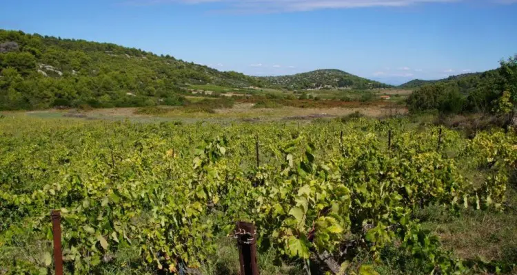 vineyard