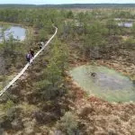 Bog Walking