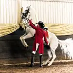 Lipizzan horses