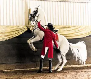 Lipizzan horses
