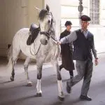 Lipizzan horses