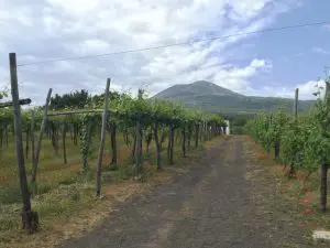 VIneyard with Vesuvius in background