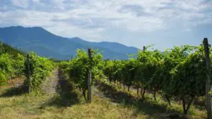 Kakheti vineyards