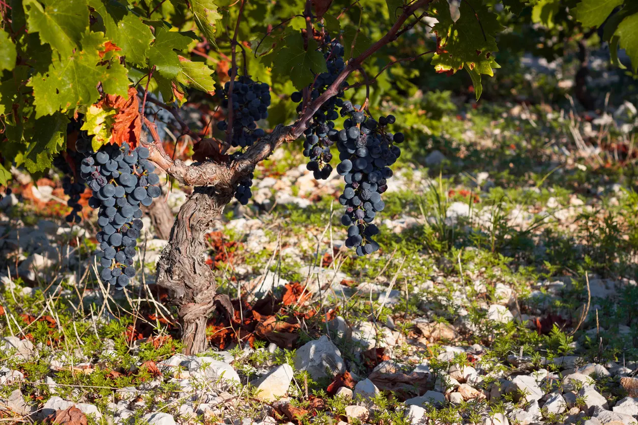 Primošten Vineyards