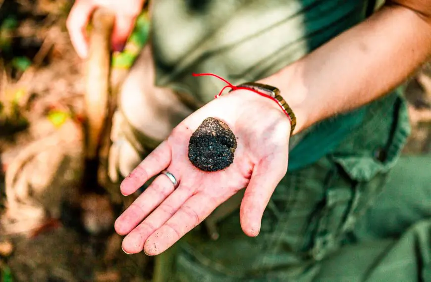 Truffles: Croatia’s Black and White Gold