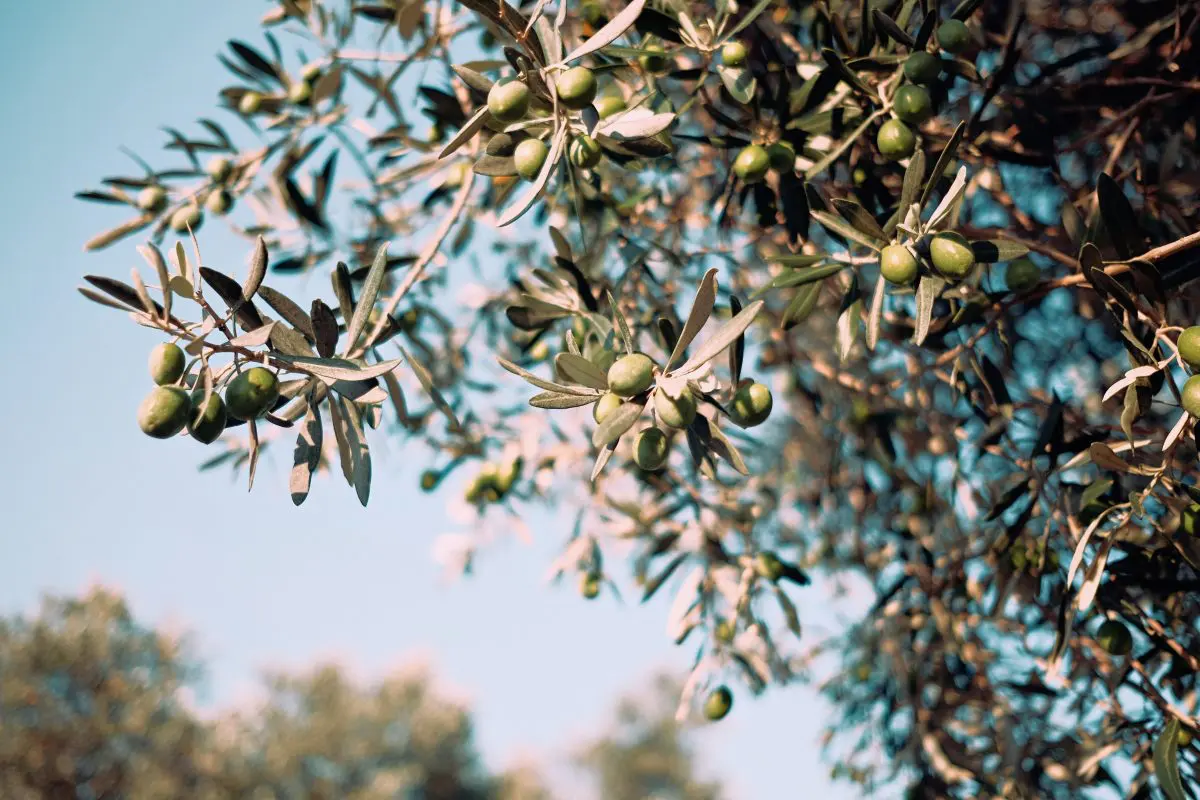 Croatia’s Award-Winning Olive Oils