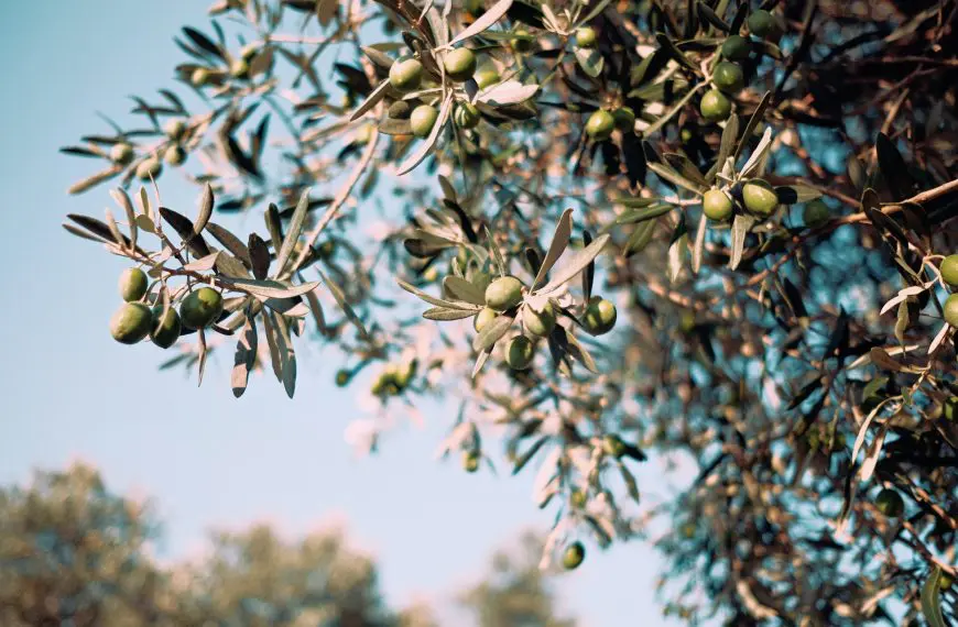 Croatia’s Award-Winning Olive Oils