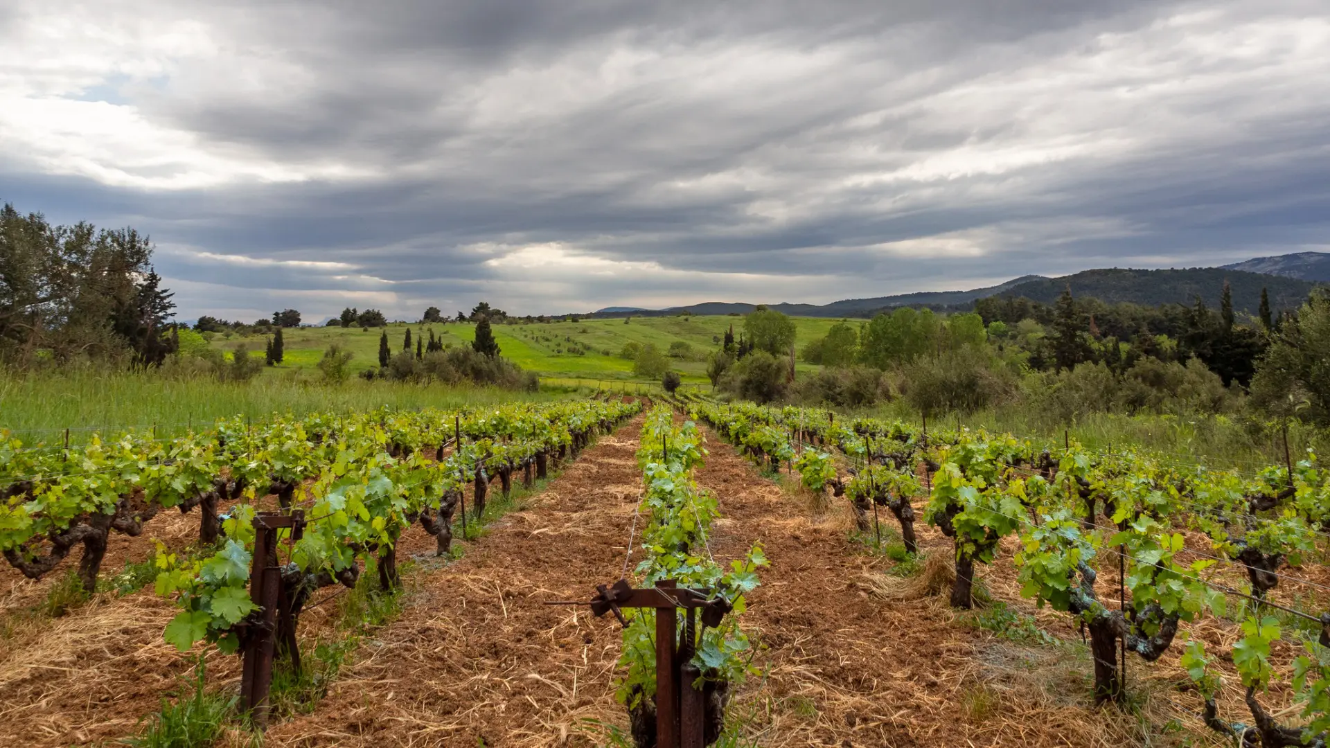 This image shows vineyards stretching for as far as the eye can see. In the background, there's a green hill and a mountain under a dramatic cloudy sky.