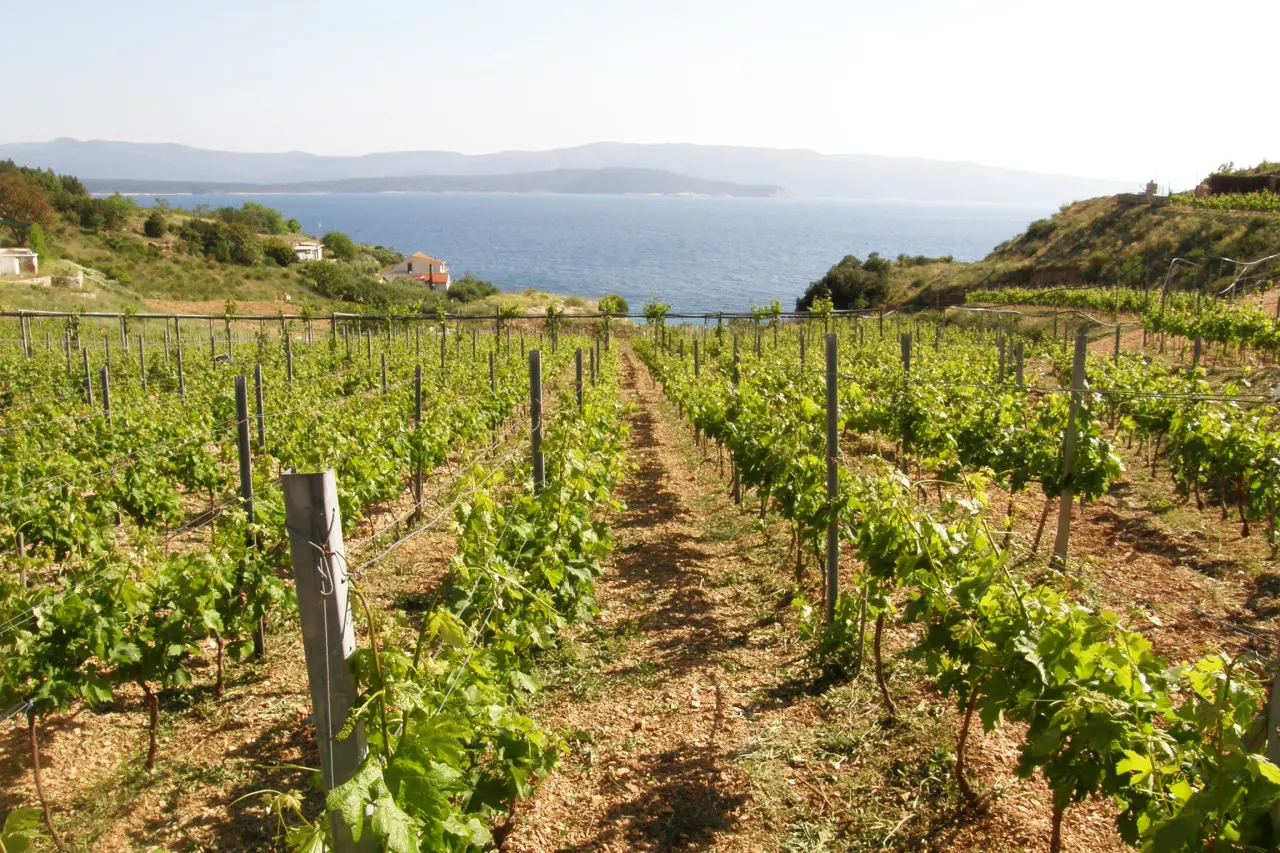 This image shows stretches of vineyards with stunning views of the sea in the background.