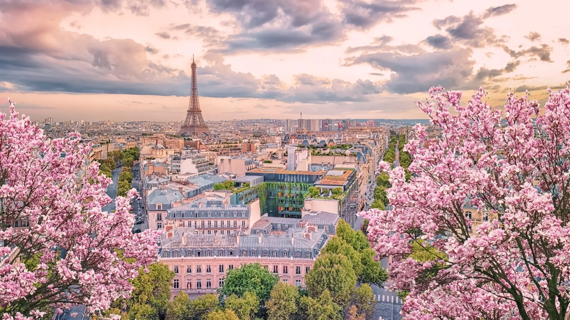 A panoramic view of Paris with the Eiffel Tower in the background and cherry blossoms in the foreground. Spring is the best time to visit France for flowers.