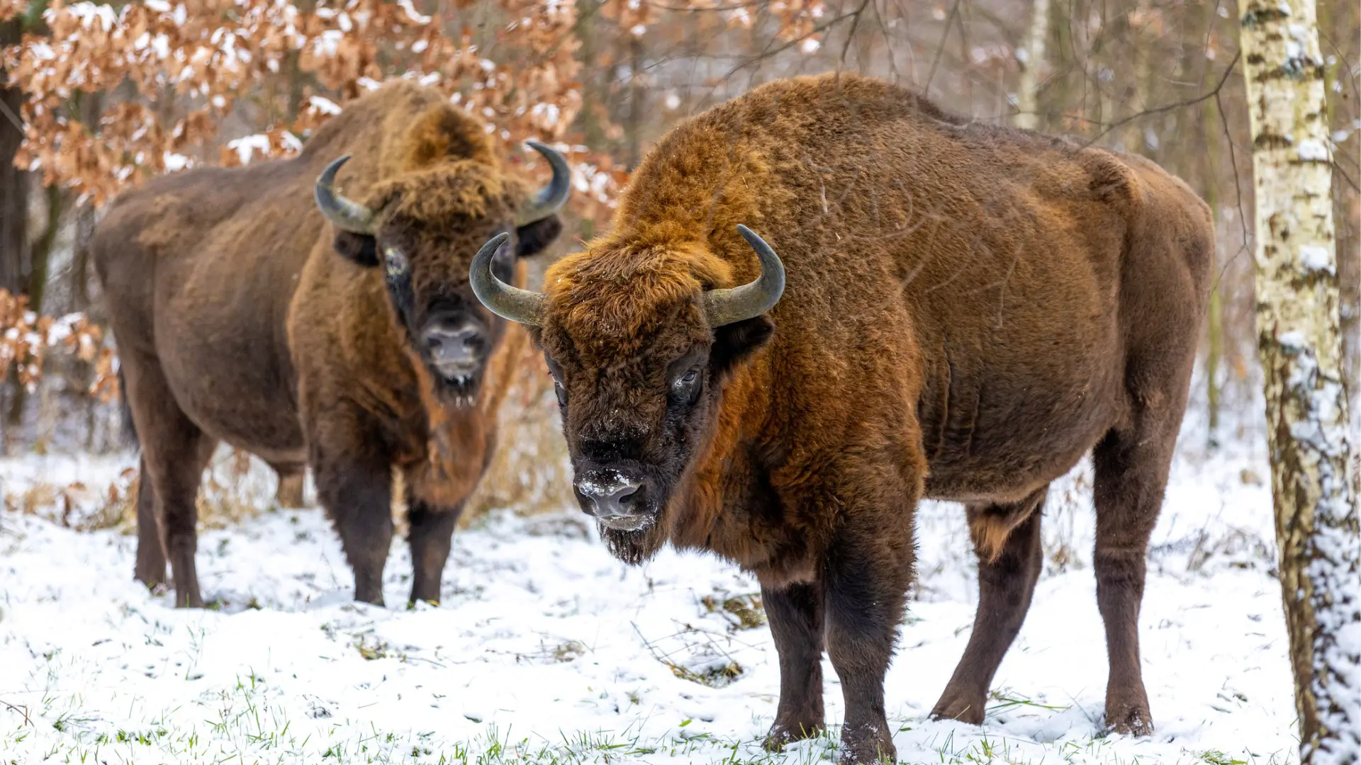 A close-up of two bison standing on the snow, looking straight at the camera.