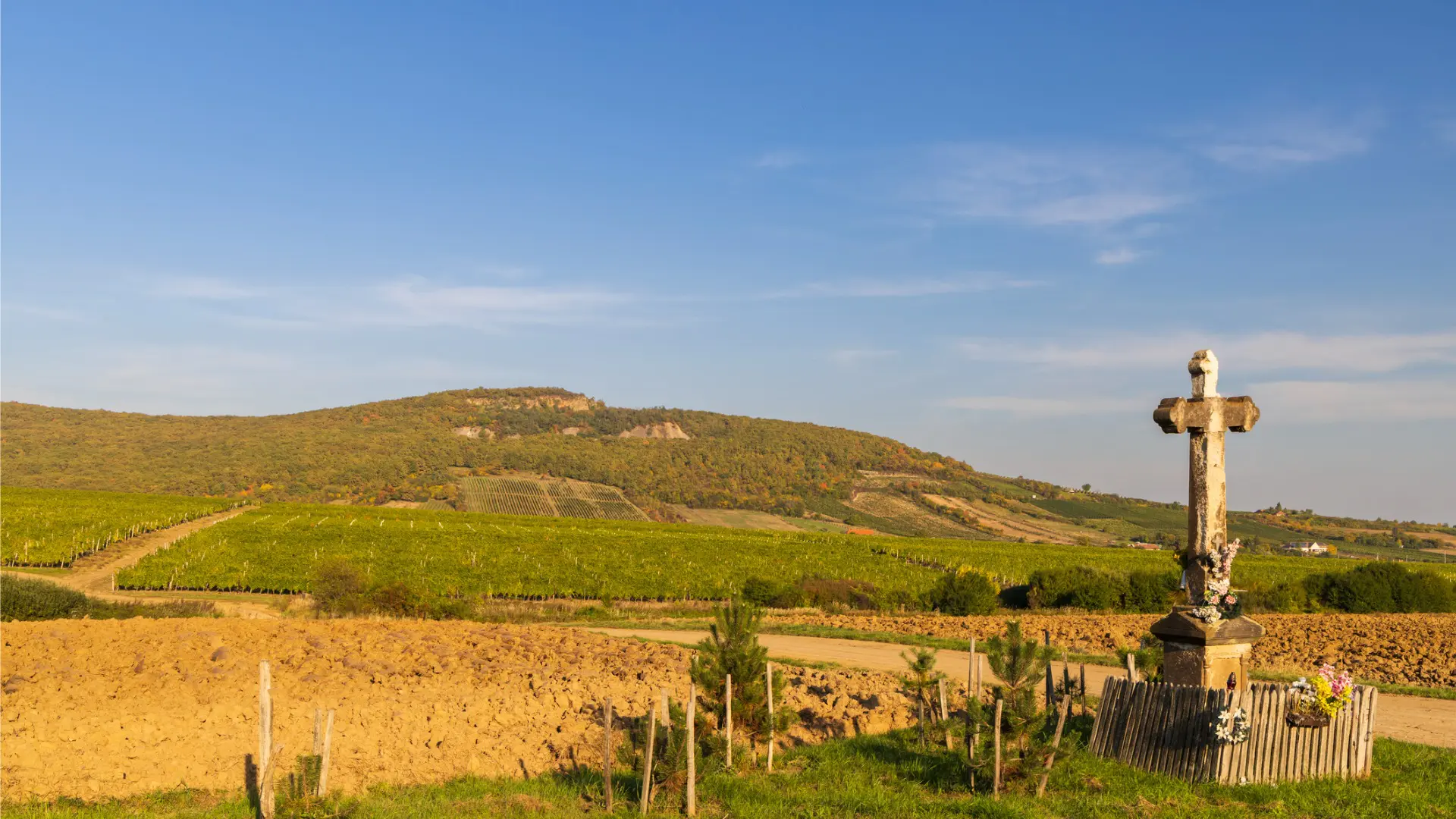 A hill covered with vineyards and a cross in the foreground.