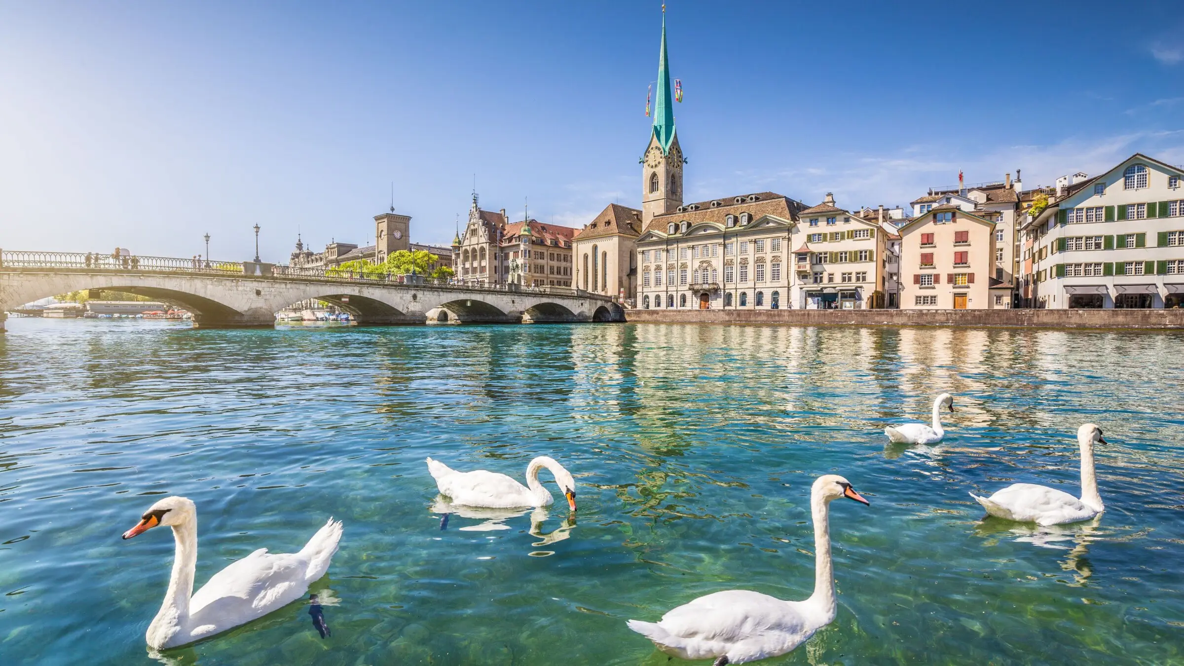 A row of beautiful buildings and a bridge in the background and five swans swimming in a river in the foreground.