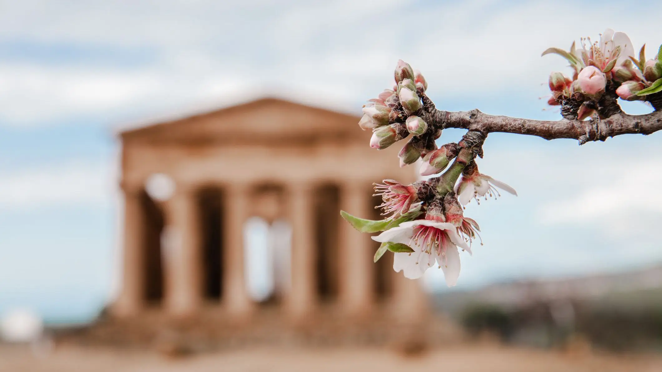 An almond tree flower in the foreground, with the Temple of Concord in the Valley of the Temples in the background.
