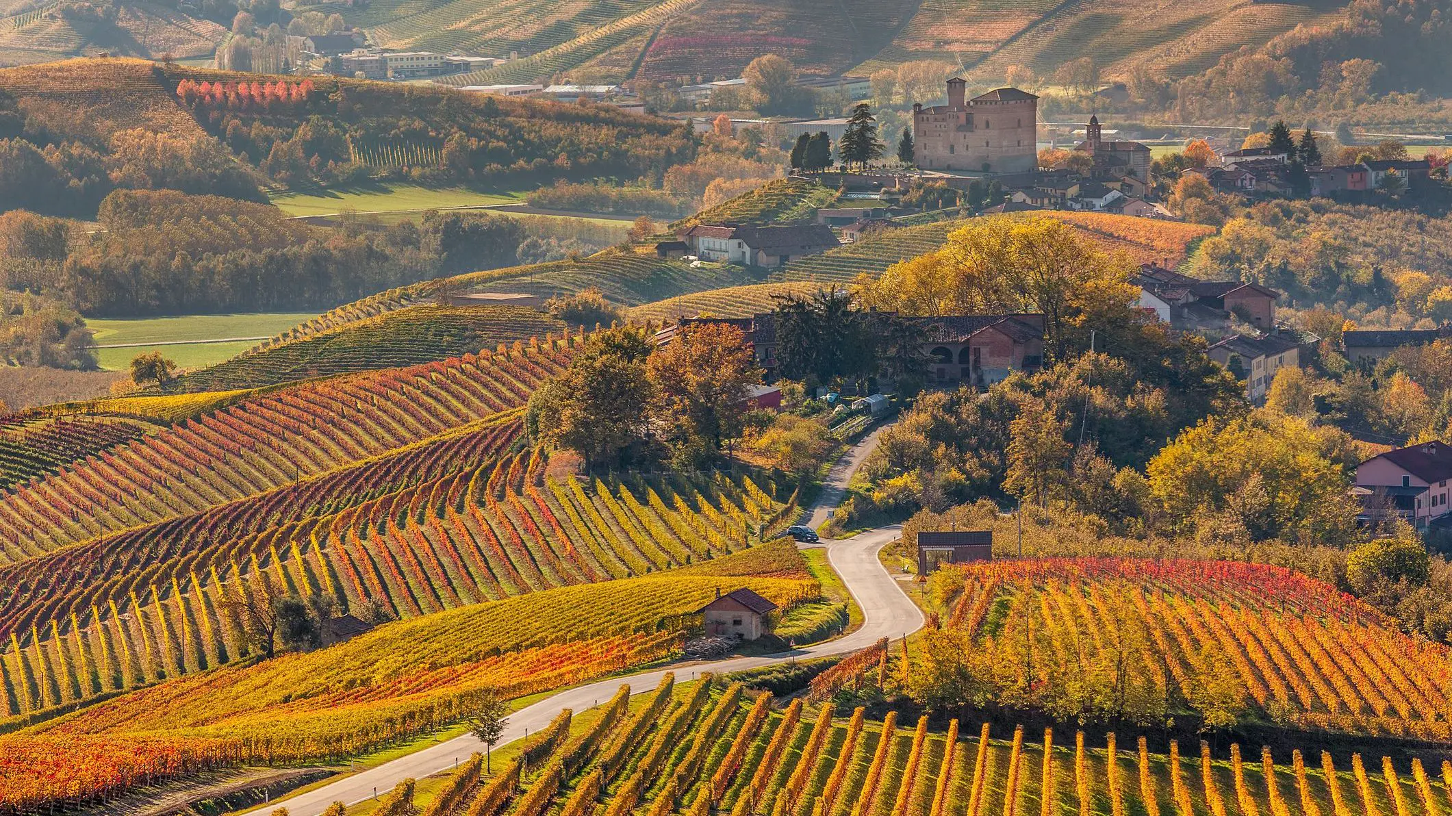 A narrow road winding through colorful autumnal vineyards in Piedmont, Northern Italy.