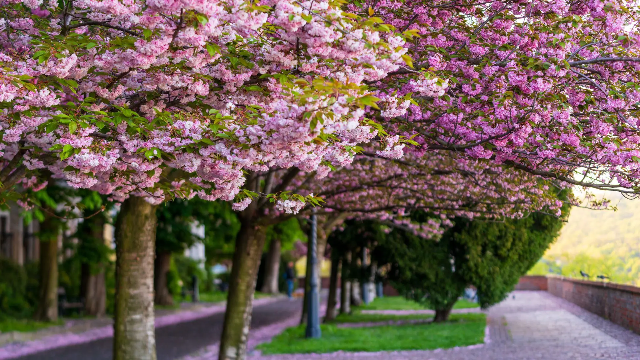 A row of cherry trees in full bloom along a quaint street in Budapest, one of the best European capitals if you're wondering where to travel in Europe in 2026. 