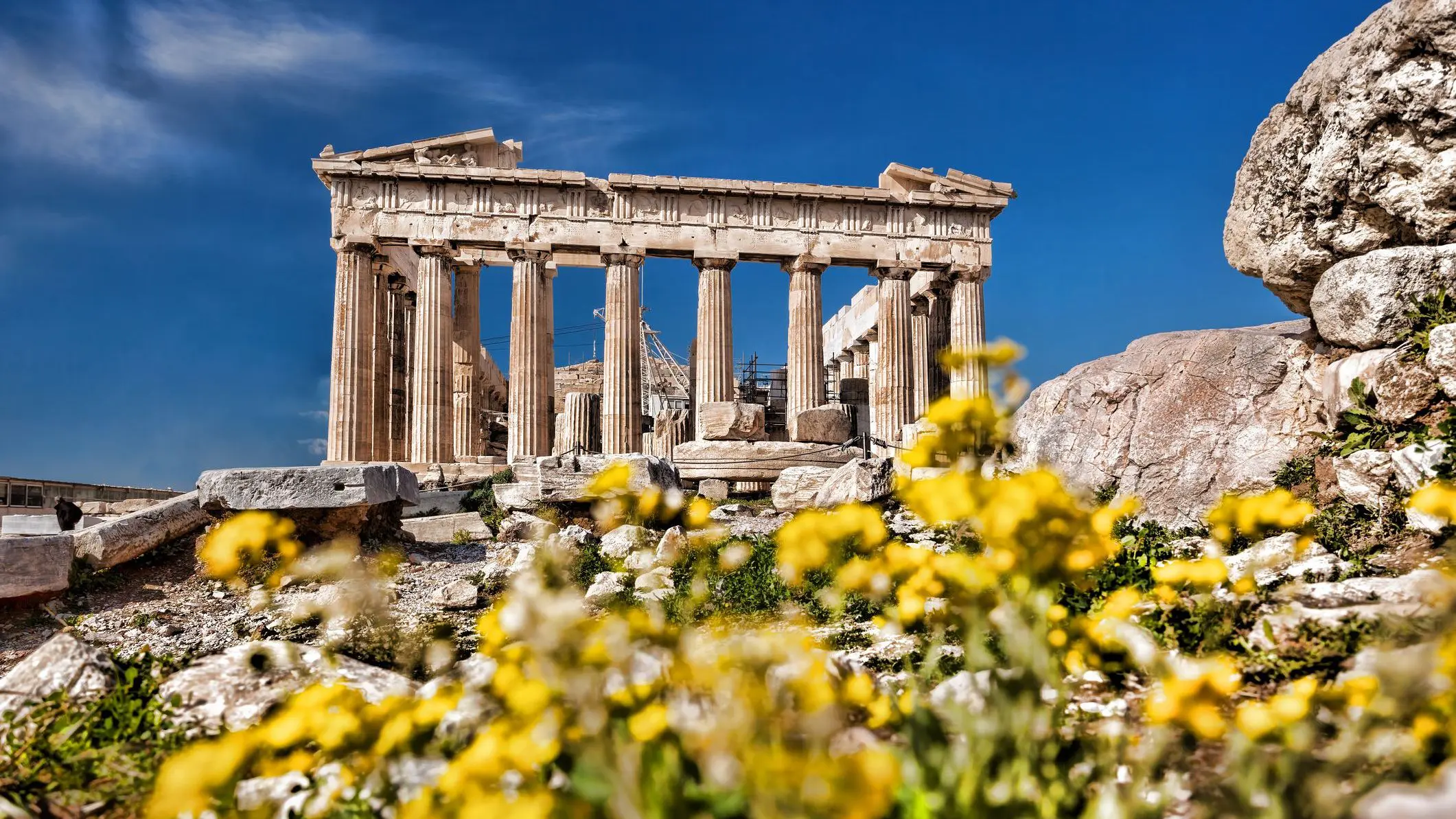 The Parthenon with yellow flowers in the foreground. 
