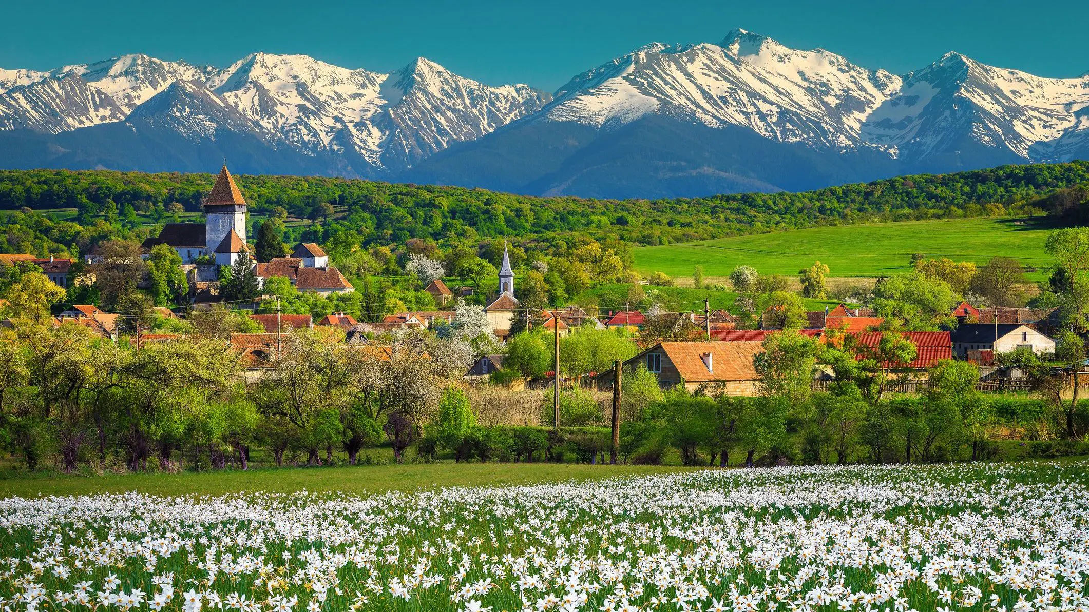 A majestic spring rural landscape with a white daffodils field in the foreground and tall snowy mountains in the background. 