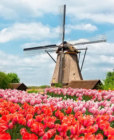one traditional Dutch windmill of Zaanse Schans and rows of tulips, Netherlands