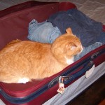 Cat in suitcase