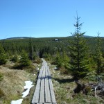 Wooden path, Plan to Klinovka