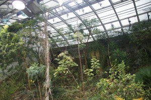 Fata Morgan Glasshouse