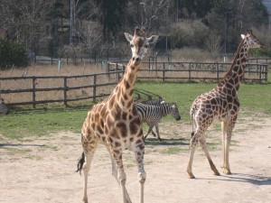 Prague Zoo Giraffes