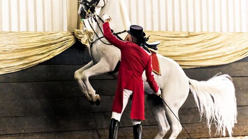 Where to Find the Legendary Lipizzan Horses