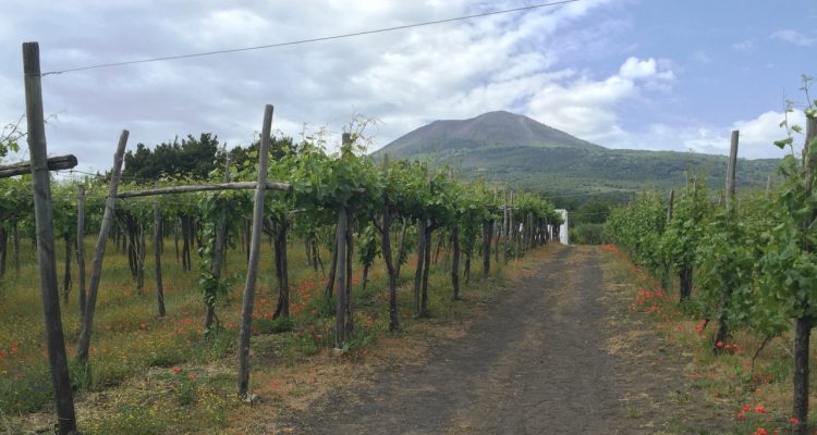 Vineyard with Vesuvius in background