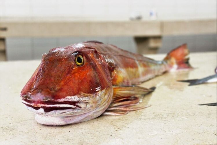 Fish used in a cooking class in Split