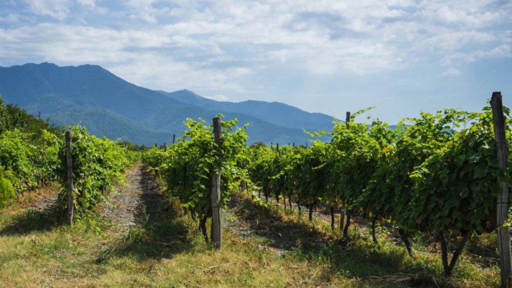 Kakheti vineyards