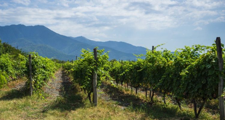 Kakheti vineyards