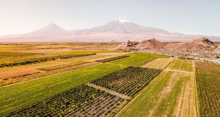 Khor Virap and a vineyard