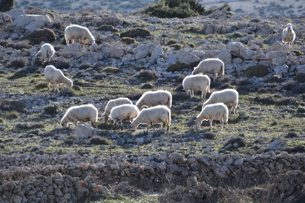 Sheep grazing on Pag island