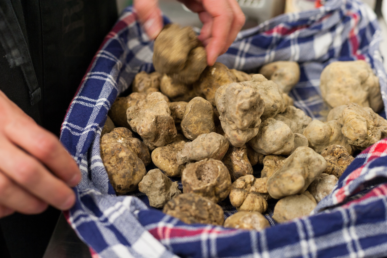 Truffles Croatia’s Black and White Gold from the Istrian Peninsula