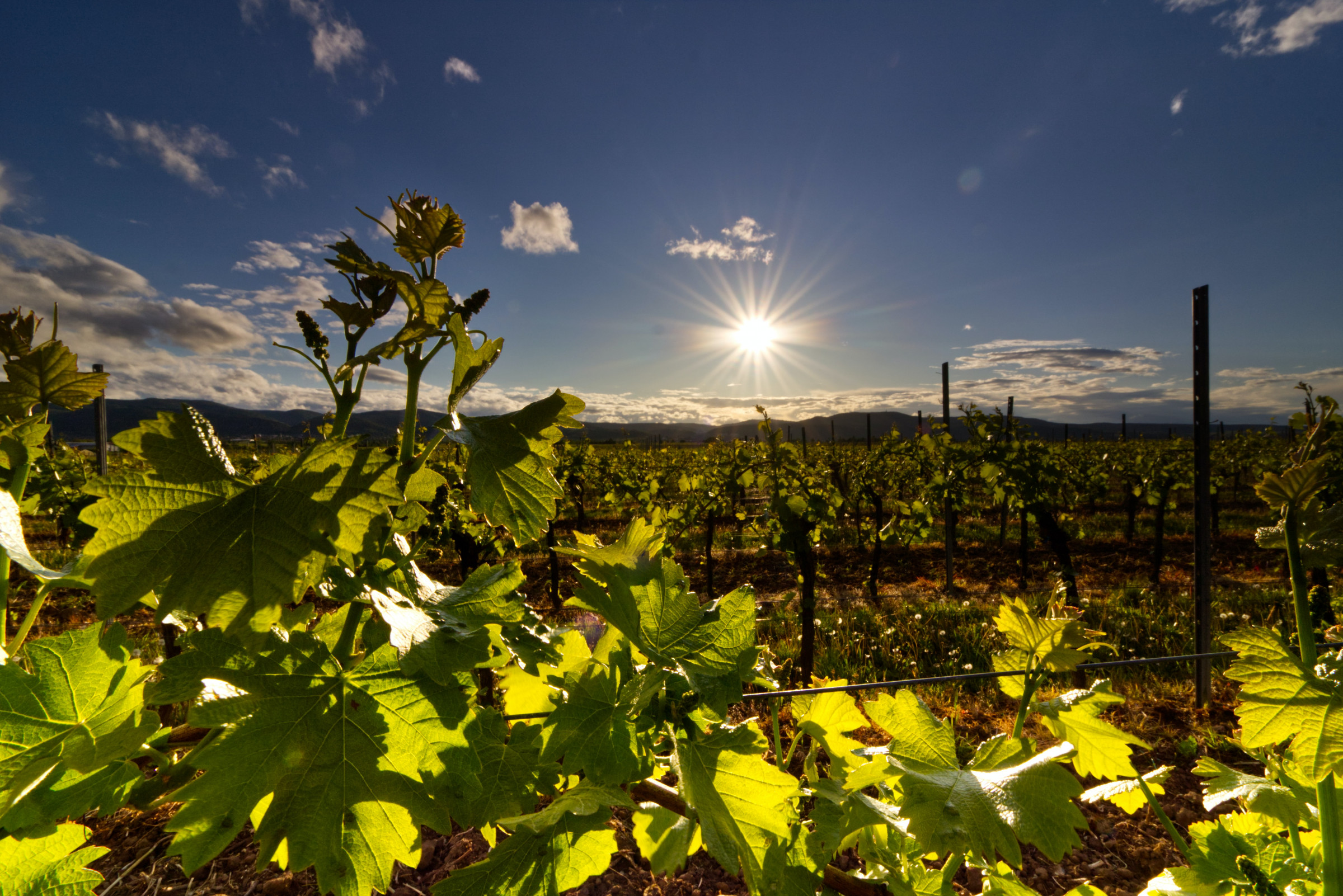 Wine Regions and Wines of Croatia