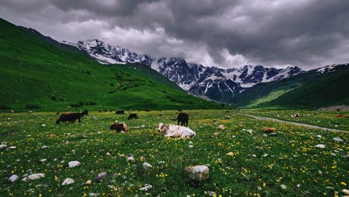 Natural Wonders of Georgia