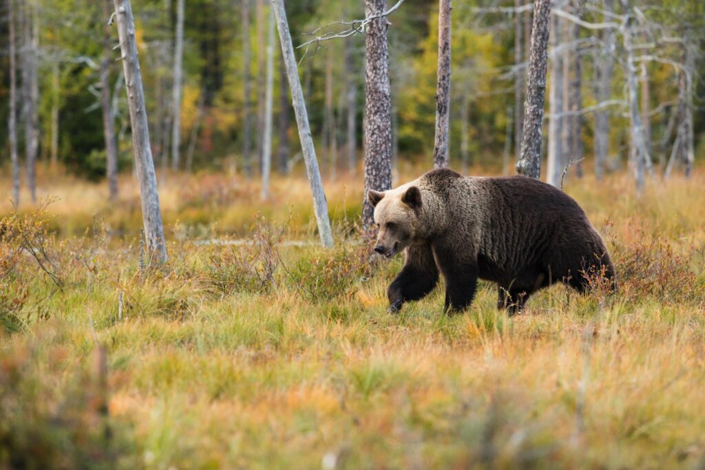 A bear in a forest