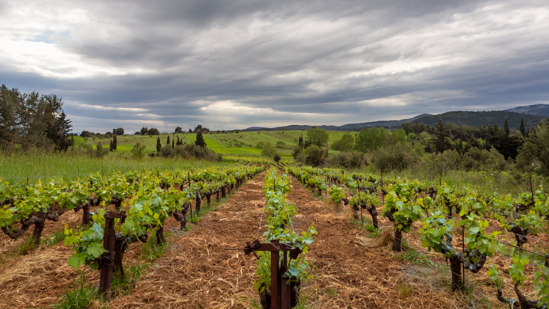This image shows vineyards stretching for as far as the eye can see. In the background, there's a green hill and a mountain under a dramatic cloudy sky. 