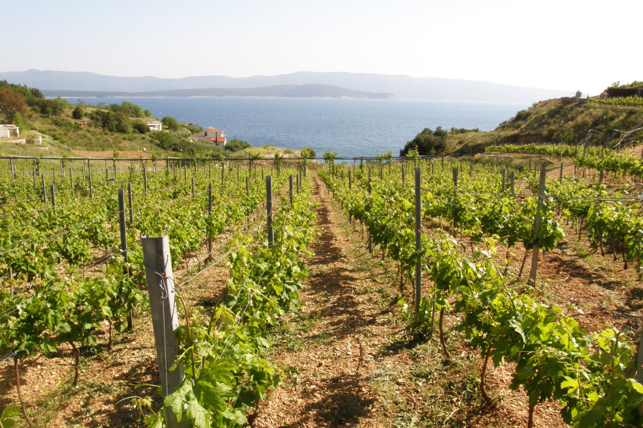 This image shows stretches of vineyards with stunning views of the sea in the background. 