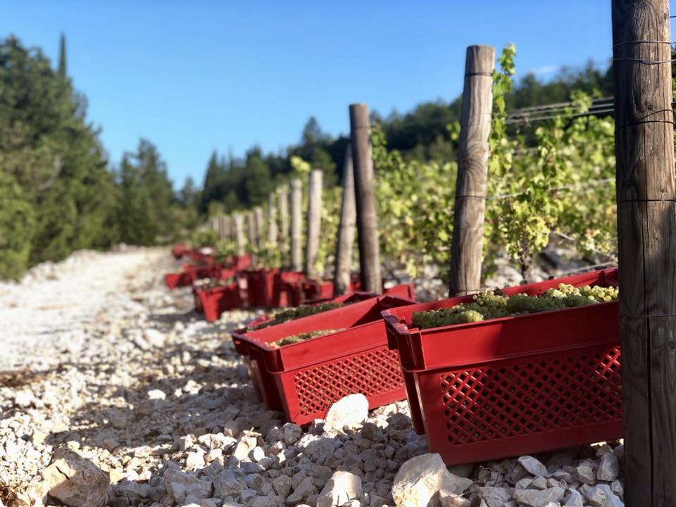 This image shows a vineyard where red baskets filled with grapes are resting under the sun.