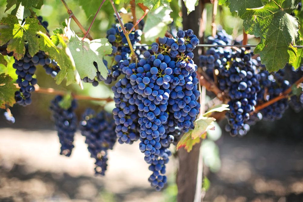 This is a close-up of a bunch of black grapes at Putalj Winery, one of the top wineries in Split. 