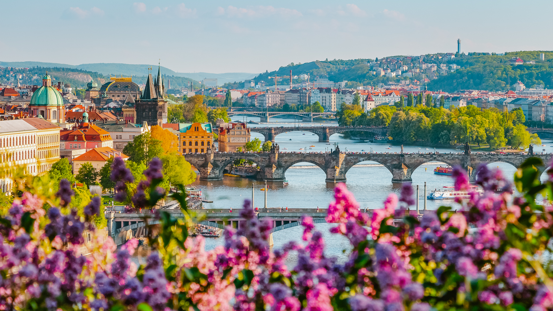 Panorama of Prague with the famous Charles bridge and adjacent buildings seen through a bush of pink blossoms.