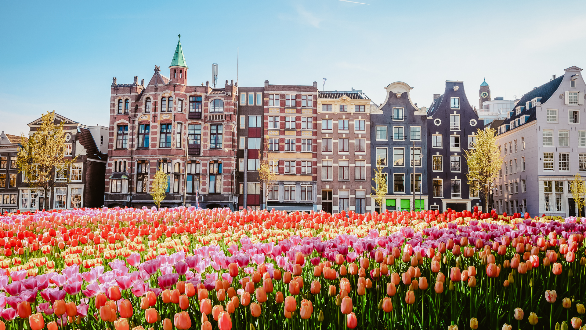 What looks like a field of red, pink and yellow tulips covers an entire area in front of traditional narrow old buildings in Amsterdam, one of the best places to visit in 2023.