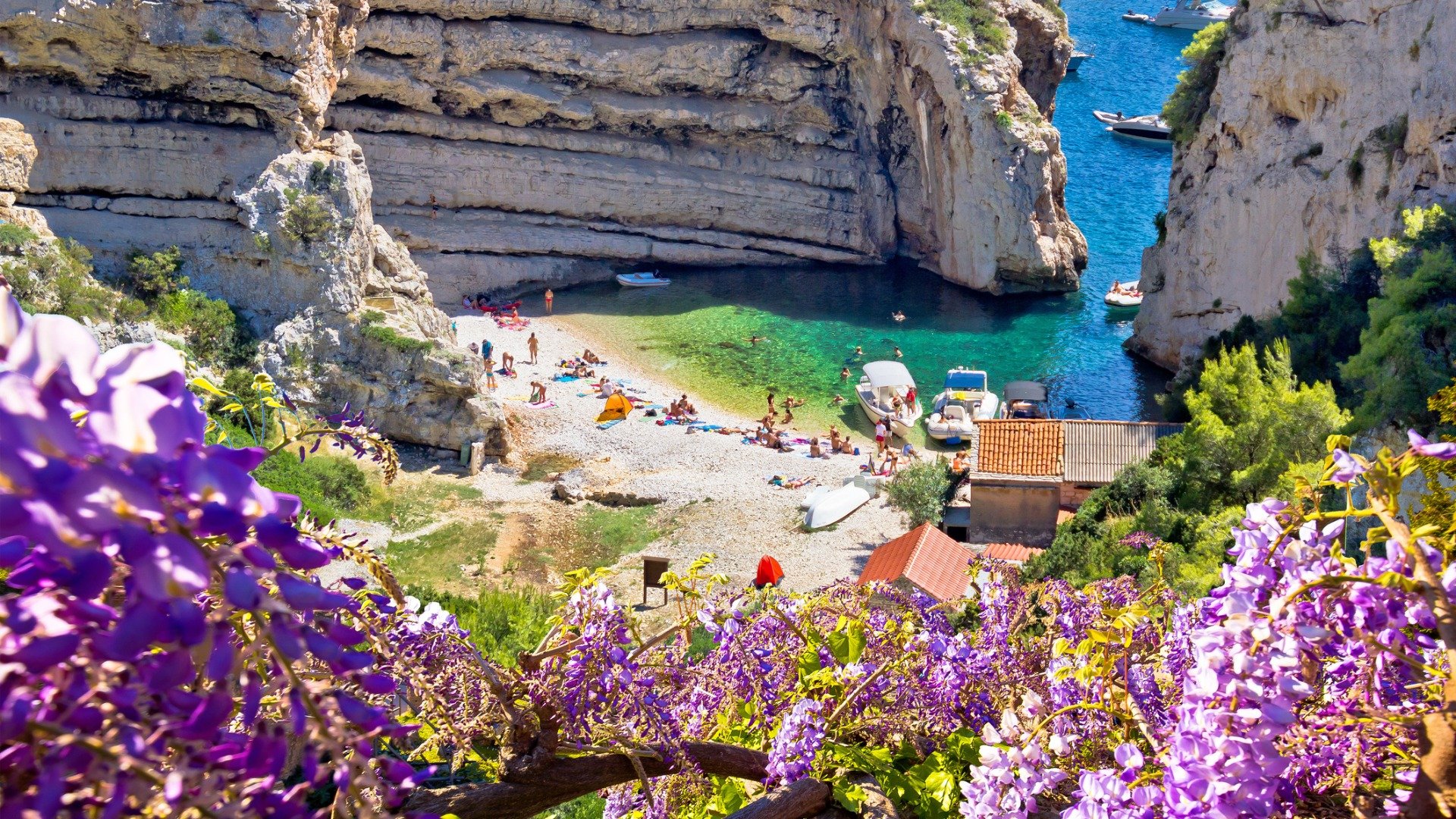 This is a photo of Stiniva Beach, a small cove of turquoise waters between tall white rocks. In the foreground, purple flowers create a beautiful contrast. 