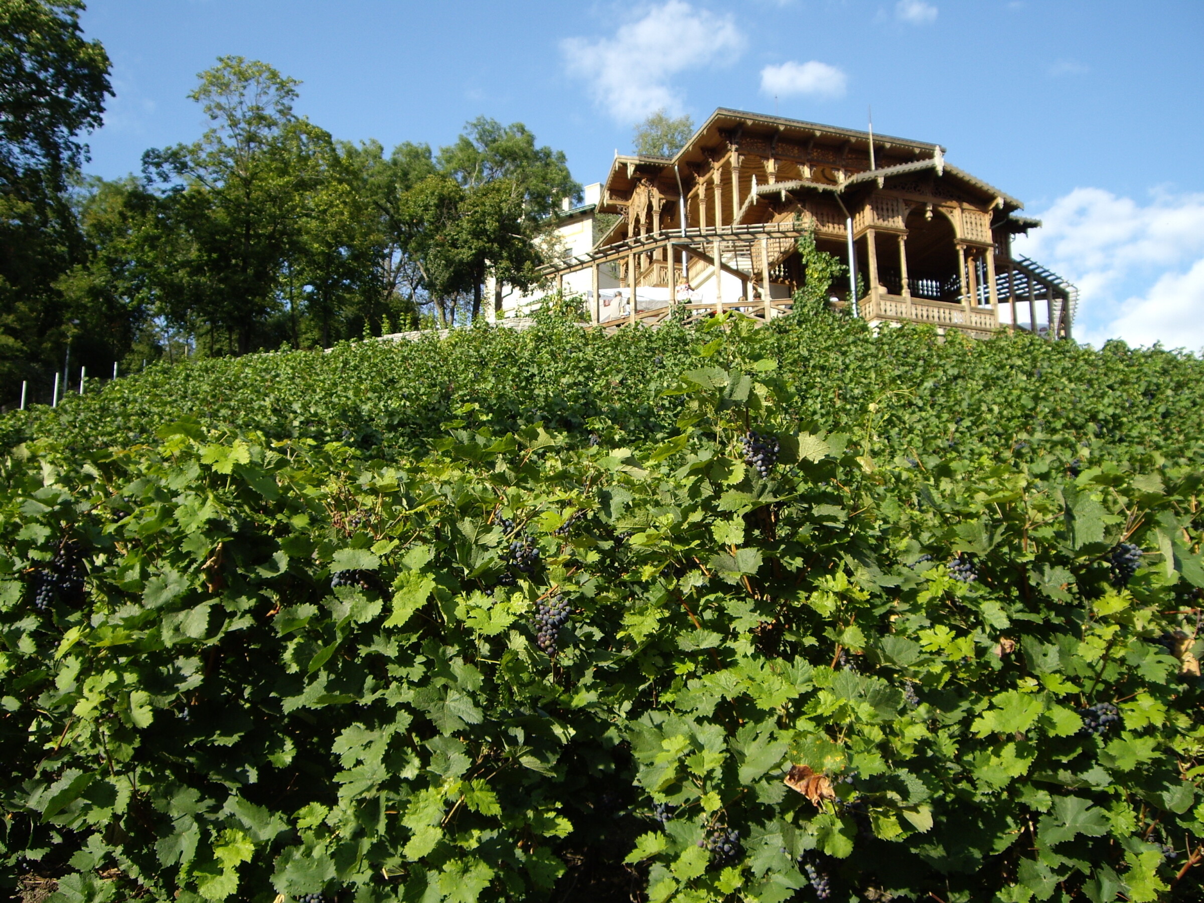 This image shows the elaborate wooden gazebo that seems to be floating in a sea of vineyards under a sunny blue sky.