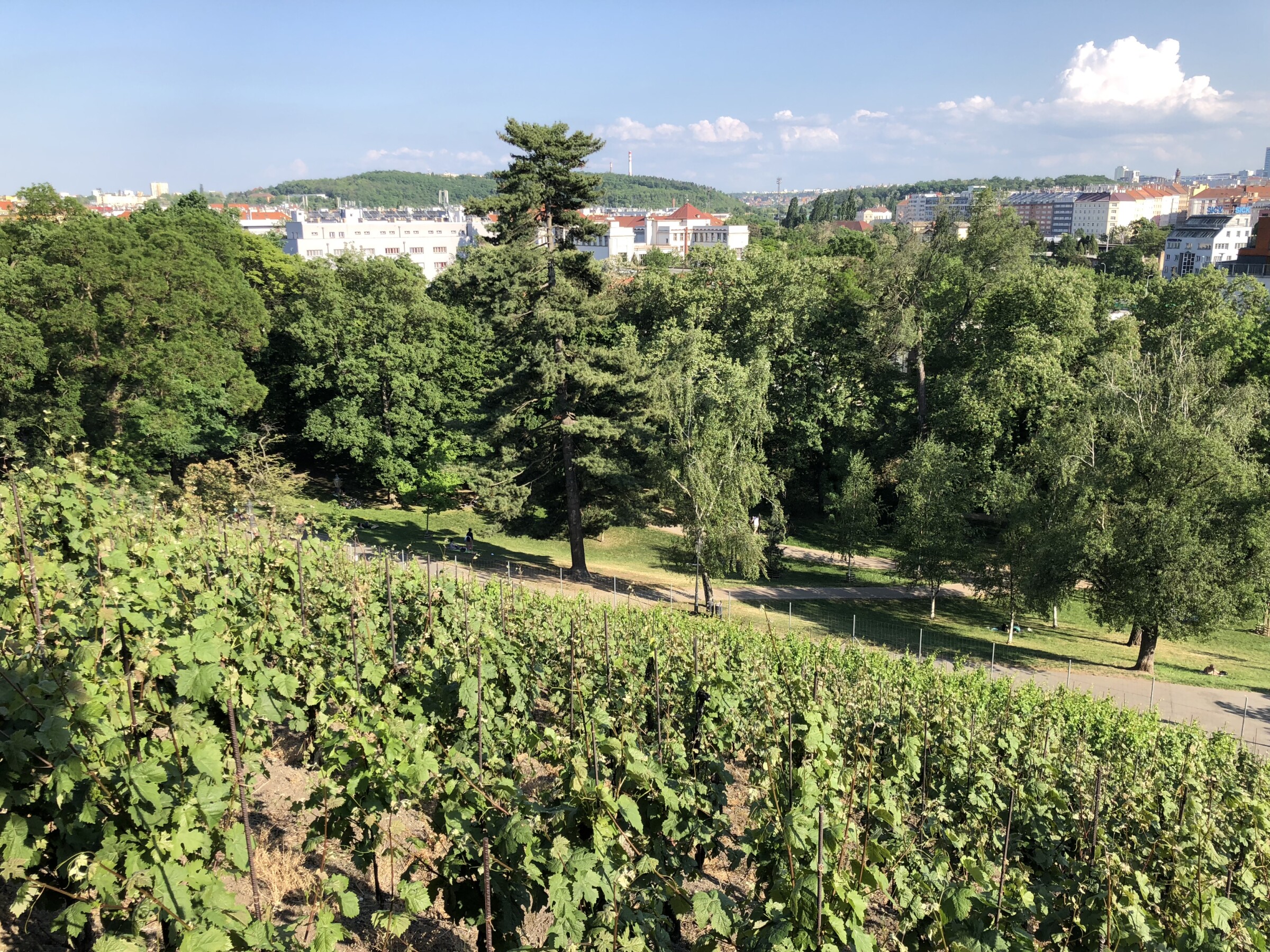 This image shows vineyards in the foreground, a oark, and Prague's skyline in the distance, facing south, from Vinicni Altan.