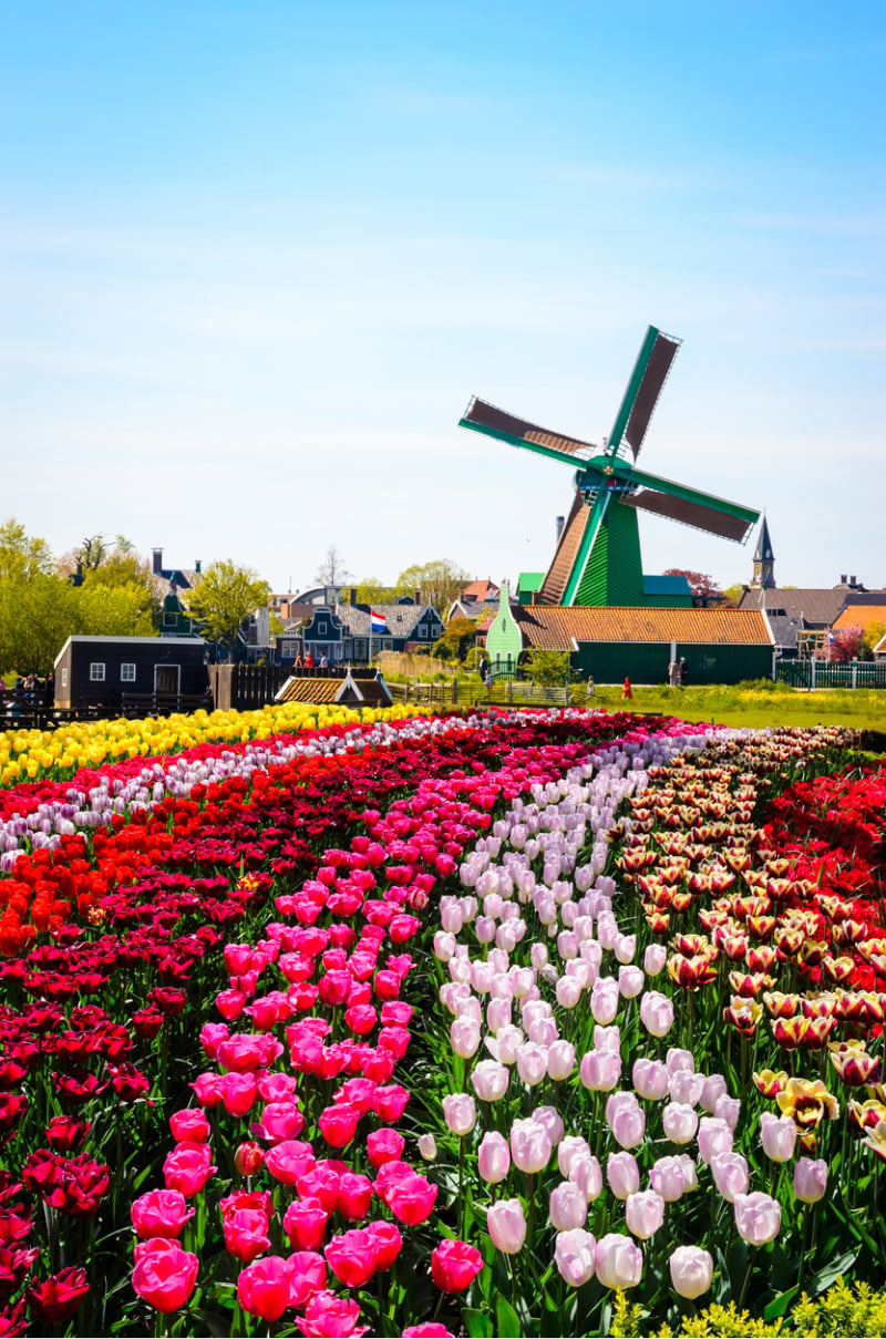 A windmill in the middle of a field of tulips, Netherlands