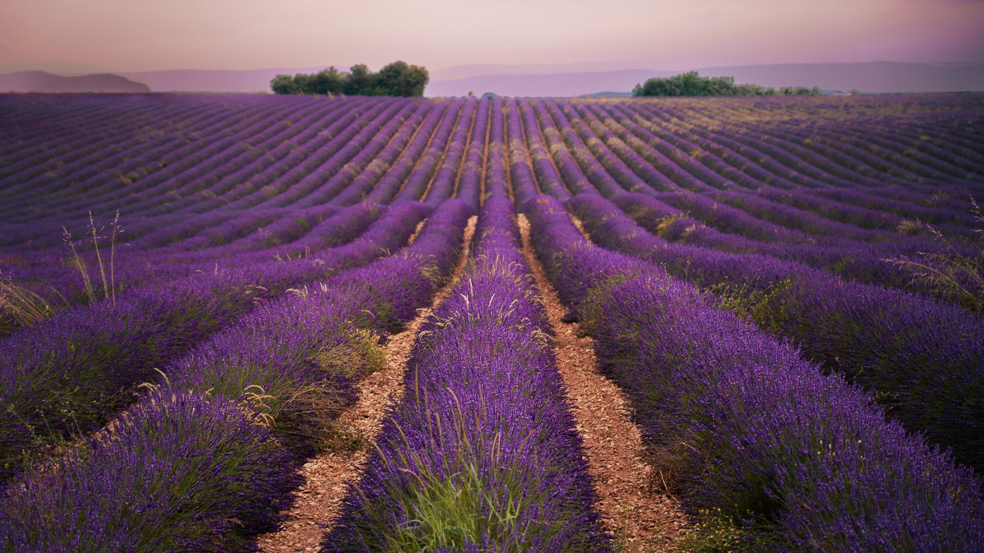 This image shows endless stretches of purple lavender fields for as far as the eye can see. 