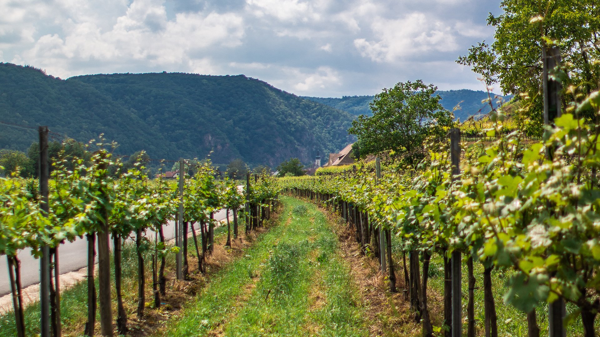 This image shows green vineyards by the road. 